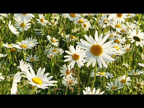 НЕВЕРОЯТНО КРАСИВАЯ МУЗЫКА ДЛЯ ДУШИ! Эту музыку можно слушать вечно! Новая музыка Сергея Чекалина