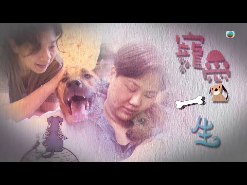 TVB星期日檔案|寵愛一生| 無綫新聞 TVB News
