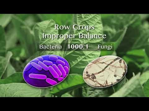 COMPOST and Soil Biology