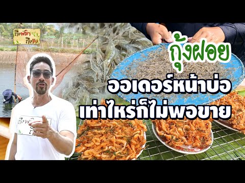 กุ้งฝอย ออเดอร์หน้าบ่อ เท่าไหร่ไม่พอขาย I ถึงพริกถึงขิง