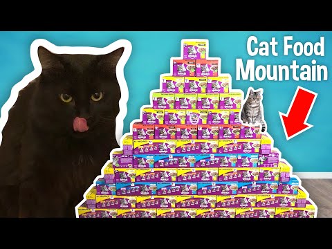 I Gave My Cats The Best Day Ever!