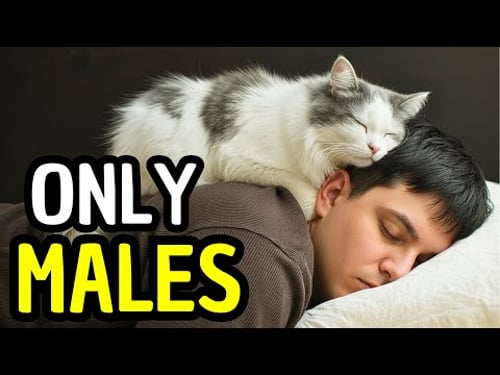 Why Your Male Cat Sleeps With You, He’s Doing Something Very Specific