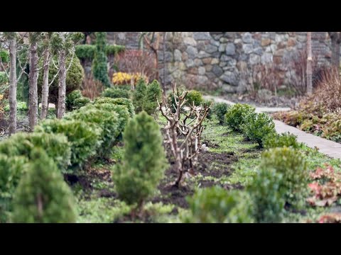 TO MAKE THE PLOT GREEN IN WINTER! I REPLACED THE HYDRANGEAS WITH CONIFERS! I'VE BEEN WANTING TO D...