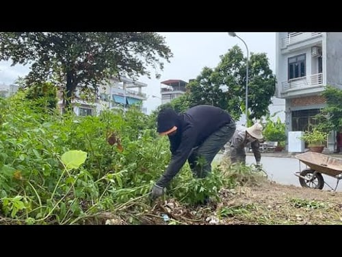 Clean up to transform overgrown sidewalk into useful walkways