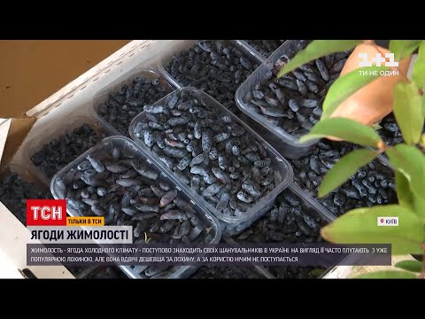 Новини України: нова ягода на українському ринку – що таке жимолость і яка на неї ціна