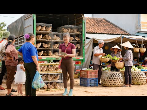 Harvest 1000+ Quails After 100 Days, Use Truck Transport Many Quails to Market for Sale