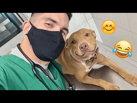 I dare you not to LAUGH at these FUNNY DOGS 😁🦮 - Best Funny Animals Videos 2025 #110