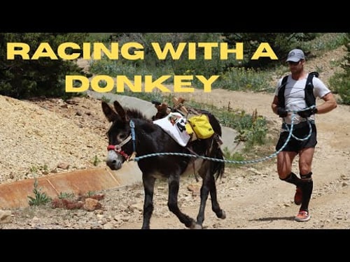 Competing in the Official State Sport of Colorado (Pack Burro Racing)