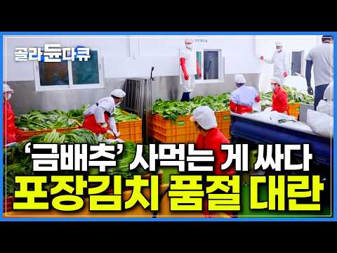 "사 먹고 말지" 배춧값 폭등에 1인 가구 급증으로 포장김치 품절 대란|김장 문화에서 사 먹는 문화로 변화한 요즘 포장김치 수요가 나날이 증가한다는 김치 공장|극한직업|#골라듄다큐