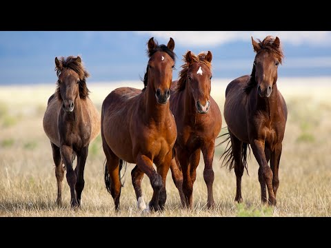 The Toughest Animals Alive: Survival Secrets of Wild Horses