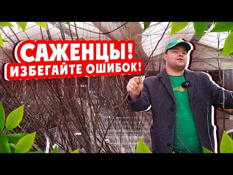 САЖЕНЦЫ! ИЗБЕГАЙТЕ ОШИБОК! Подготовка саженцев к посадке