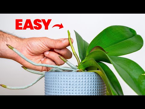 My Orchid Never Bloomed Until I Did This