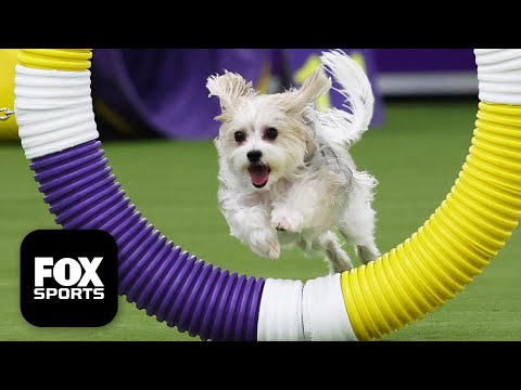 Best Moments of 2026 Masters Agility Championship 🐶 Westminster Dog Show