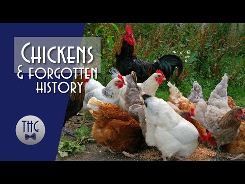 Why did the Chicken Cross the Road? Chickens and Forgotten History