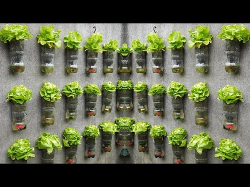 Turn The Old Wall Into A Fresh, Nutritious Lettuce Garden
