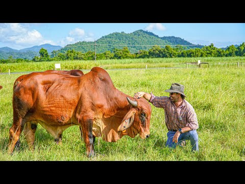 Homesteading in Australia... My Journey to Self Sufficiency (Farm Tour)