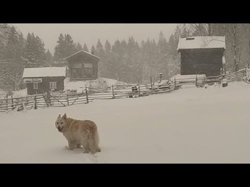 Lots of heavy snow | Homestad Diary January off grid daily life in Norway