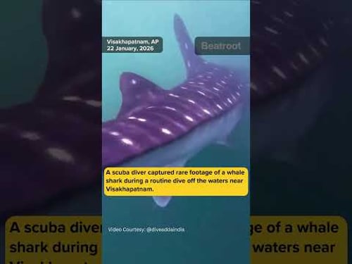 A scuba diver captured rare footage of a whale shark during a routine dive in Visakhapatnam #shorts
