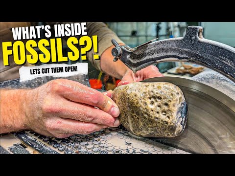 What Happens When You Cut Giant Fossils in Half?