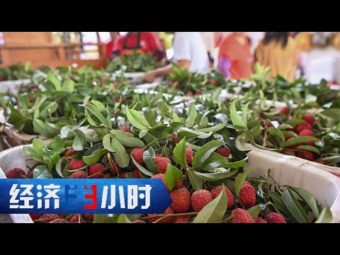 茂名荔枝、眉山泡菜、保山咖啡……地方特产端起了“金饭碗” 「经济半小时」20230712 | 财经风云