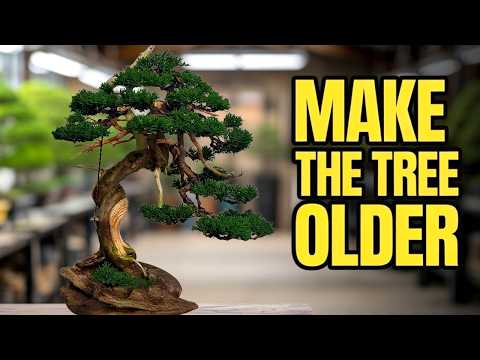 This Itoigawa Juniper Looks 100 Years Older After One Styling