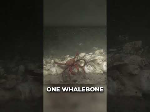 Osedax: The Hidden Garden of the Undead