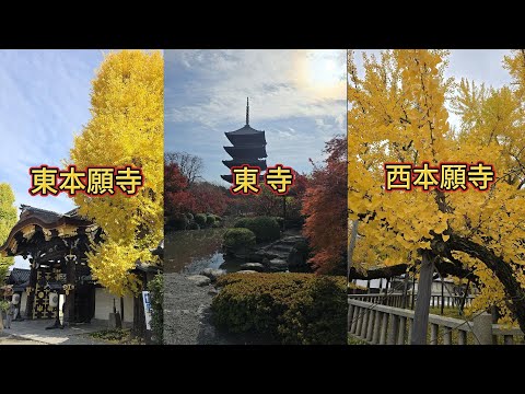 【京都Vlog】京都~銀杏、楓樹,秋之饗宴/東本願寺/東寺/西本願寺