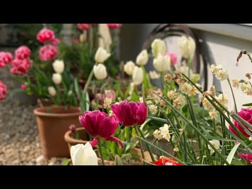 MEET THE NEW MEMBERS OF OUR FAMILY spring cottage gardening, village store mooch and seed sowing 🌷🌱