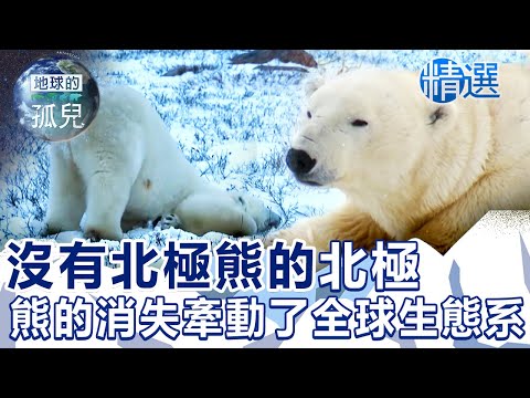 沒有北極熊的北極?熊的消失牽動了全球生態系!The Extinction of Polar Bears @1001taiwanstories