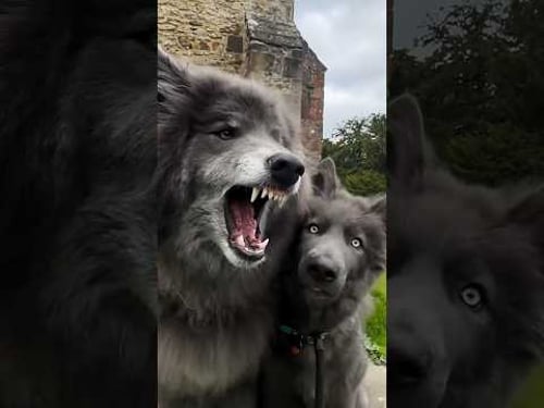 Blue Wolves in a Cemetery #bluewolf #bluewolves #bluewolfdog #wolfdog #werewolf #vikingwolf #wolf