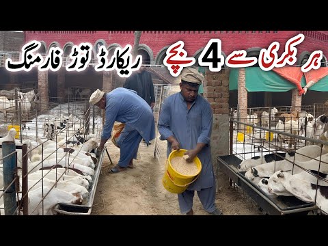 Intelligent Goat Farming Business | Gulabi Goats Farming Punjab @thesarwargoatfarm #goat #farming