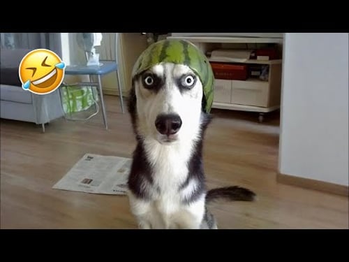 Funniest Cats and Dogs Clips of 2025😼🐶Try Not To Laugh😜