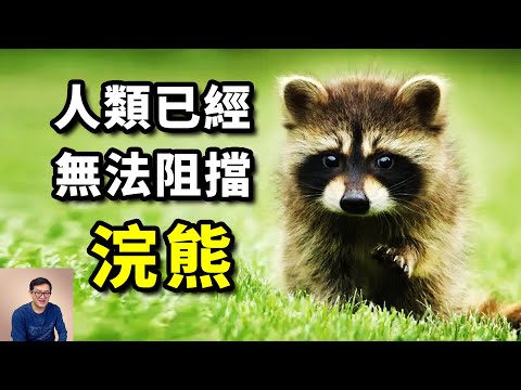 主動接近人類,卻不想當寵物,只想做超級英雄的浣熊,已變得難以阻擋!【老肉雜談】#動物 #寵物 #浣熊 #物種入侵 #raccoon