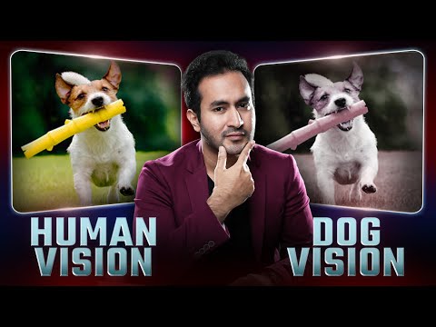 What the World Looks like to Animals