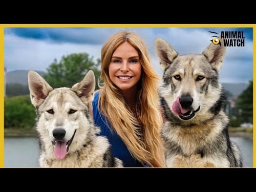 THE SAARLOOS WOLFDOG - DANGEROUS OR PET?