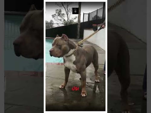 الضبع ضد البيتبول من سيفوز في هذه المعركة #حيوانات #كلاب