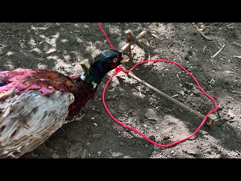 How the Easy Bird Trap Works