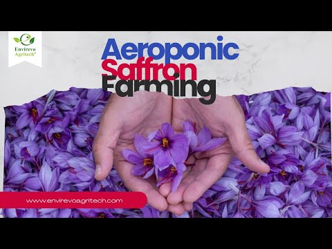 How to Grow Saffron Using Aeroponics: Aeroponics saffron farming | @Envirevo Agritech #saffron