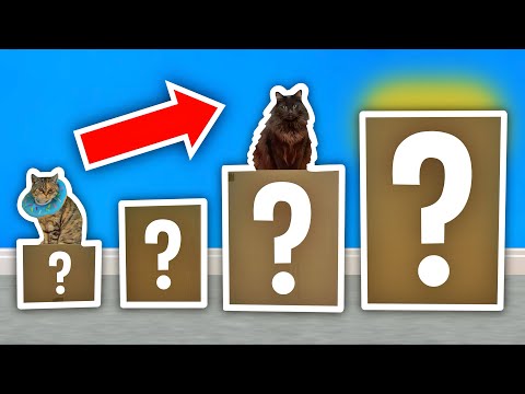 Cat MYSTERY Boxes...