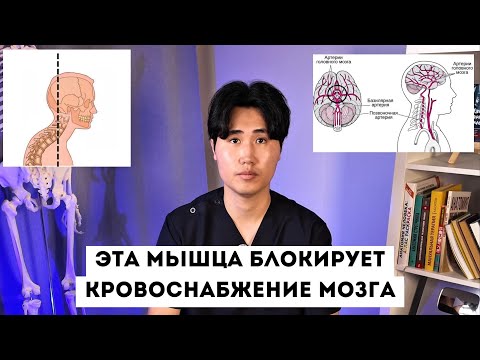 Эта мышца блокирует КРОВОСНАБЖЕНИЕ МОЗГА. Разблокируй ее за один раз и УВЕЛИЧЬ КРОВОТОК НА 120%.