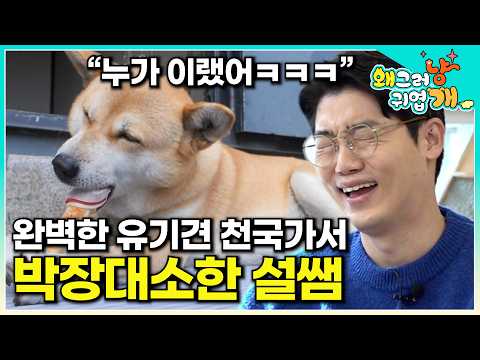 55마리 유기견을 맡아 키우는 회사에서 감탄 연발하던 설쌤에 눈에 띈 단 하나의 단점 |#왜그러냥귀엽개
