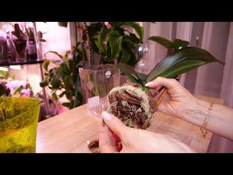 Now, not only the roots are rotting, but the trunk as well. Orchid resuscitation. I'll show you w...