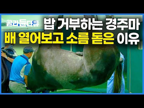 지금까지 어떻게 달린 건지. 부풀어 있는 장을 갈라 열어보니 충격적인 덩어리가 나왔다|마의|경주마 수술|극한직업|#골라듄다큐