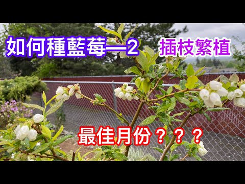【種藍莓】如何種藍莓—2 Blueberry Cuttings 何時是插枝繁殖最佳時機?影片145