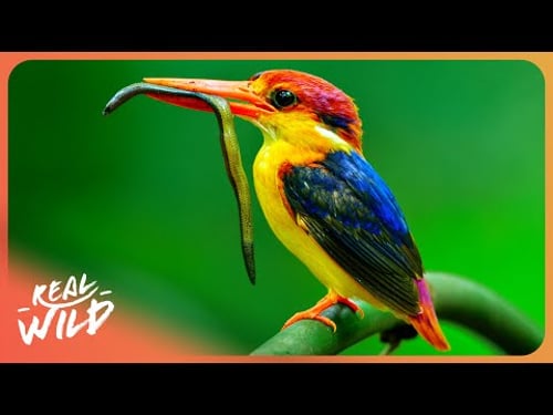 RARE FOOTAGE Of Oriental Dwarf Kingfishers