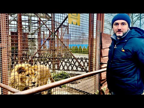 Мы с Алиной приехали в Минский ЗОО проведать льва Шерхана и убедится что ему здесь «ОЧЕНЬ ПЛОХО»!