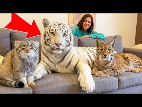 I Raised a WHITE TIGER in my Apartment! 😱 (Manul is Shocked)Lynx & Pallas’s Cat.