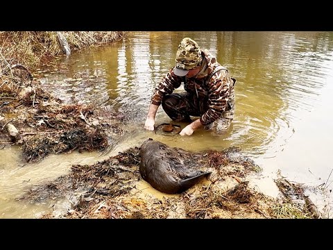 Catching and Cooking Nuisance Pond Beavers.