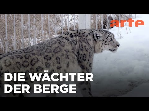 Kirgistan: Hoffnung für die Schneeleoparden | 360° Reportage | ARTE Family