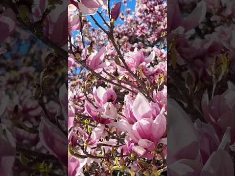 Spring at Filoli 🌸 #magnoliatree #spring #springtime